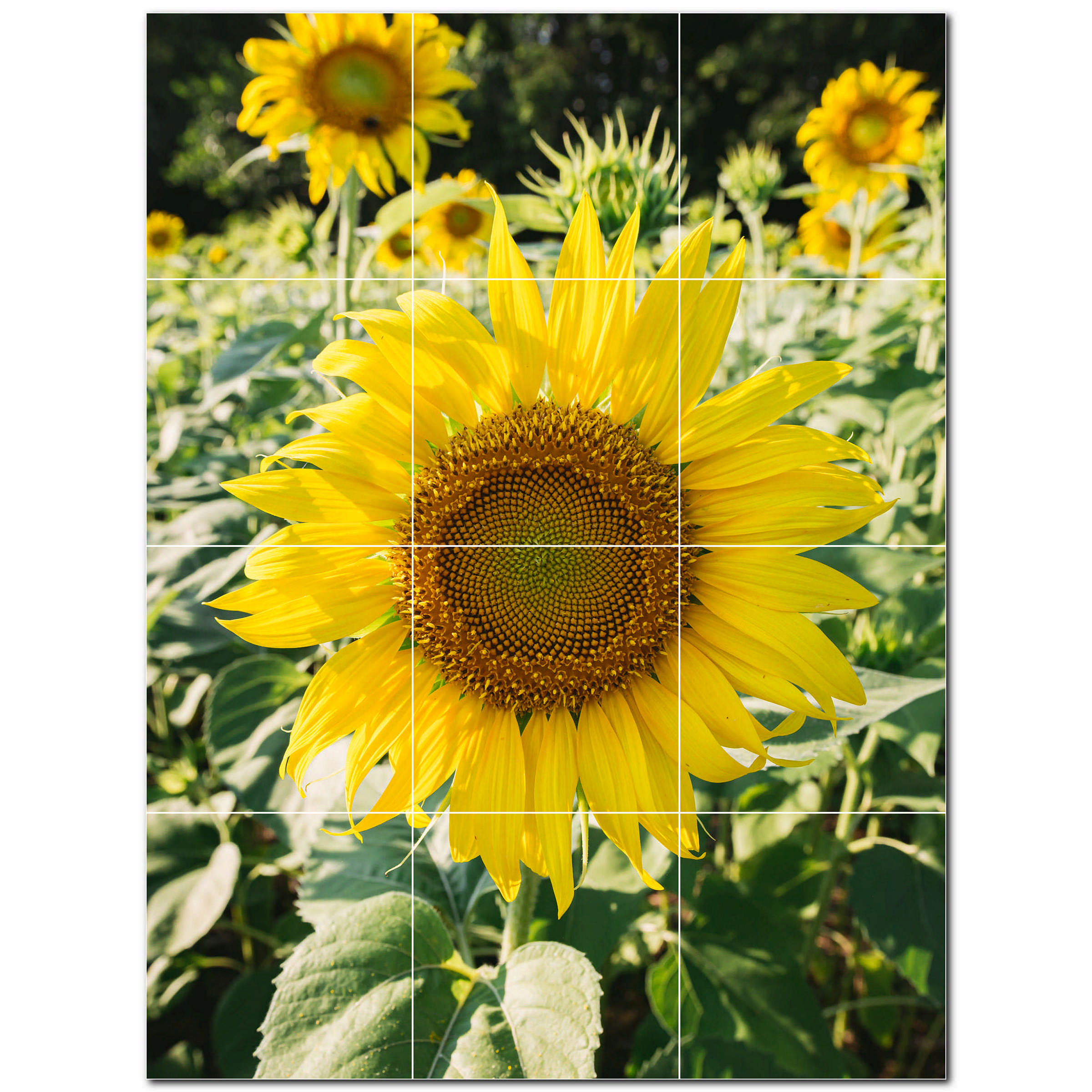 Farm Photo 6'' x 6'' Satin Ceramic Decorative Mural Wayfair