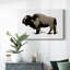 Toile tendue monochrome Bison II-Gallery-1299499796