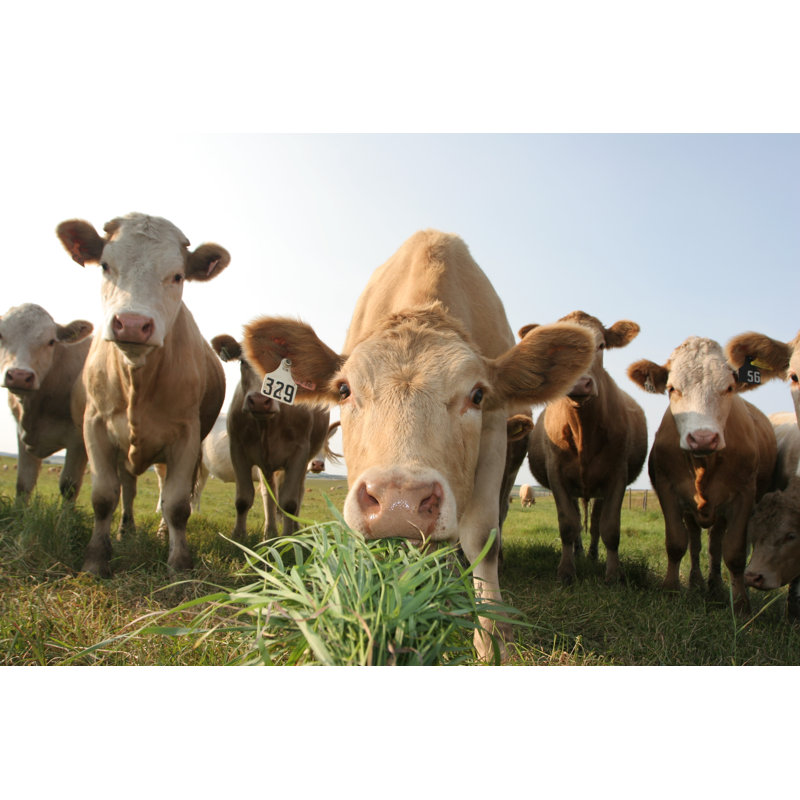 Alberta Cow by JoffBarnes - No Frame Print on Canvas, 30cm H x 46cm W