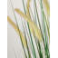 Faux Dogtail Grass in Pot-678879176