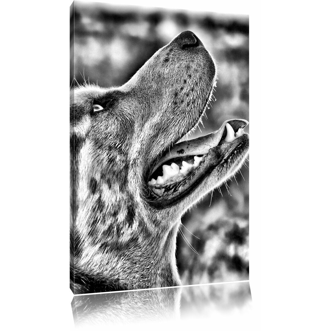 Leinwandbild Husky von der Seite in Monochrom