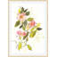 Dog Roses 1 Print-967280520