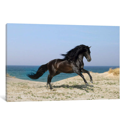 Black Horse On The Beach by Bob Langrish - Print on Canvas