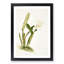 Magnolia Flowers Illustration Tab. 74 by Frederick Sander - Picture Frame Painting Print-55760284-55760283