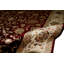 Walton Oriental Area Rug