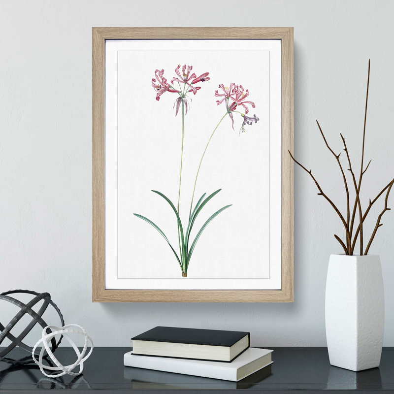 Nerine Lily Flowers by Pierre-Joseph Redoute - Picture Frame Painting Print, Oak Framed, 36cm H x 27cm W x 2cm D