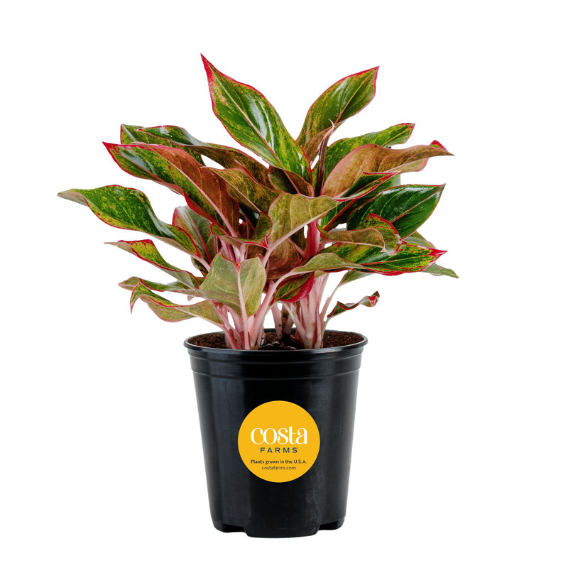 Costa Farms Indoor Siam Aurora Chinese Evergreen Aglaonema House Plant in 6-inch Nursery Pot
