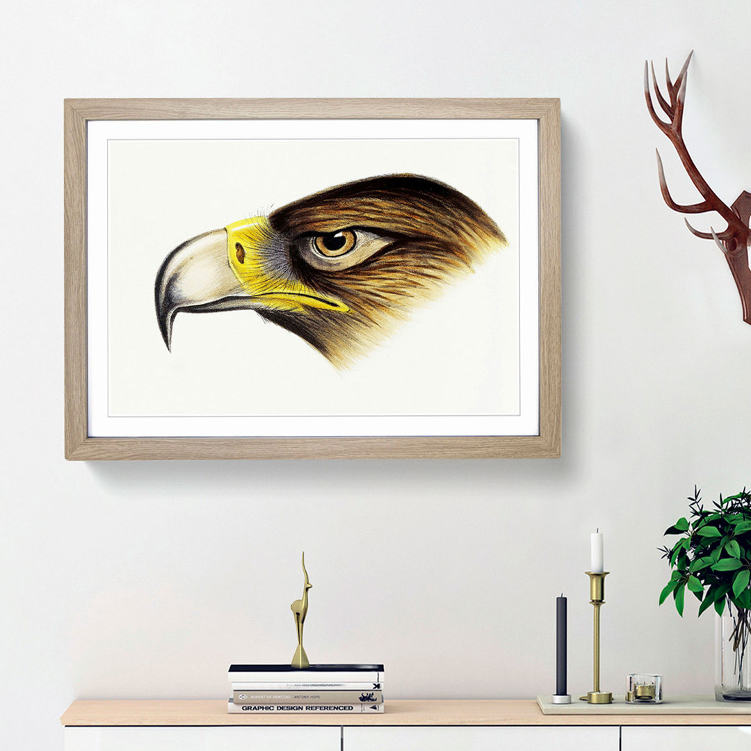 Eagle by John Gould - Framed Print