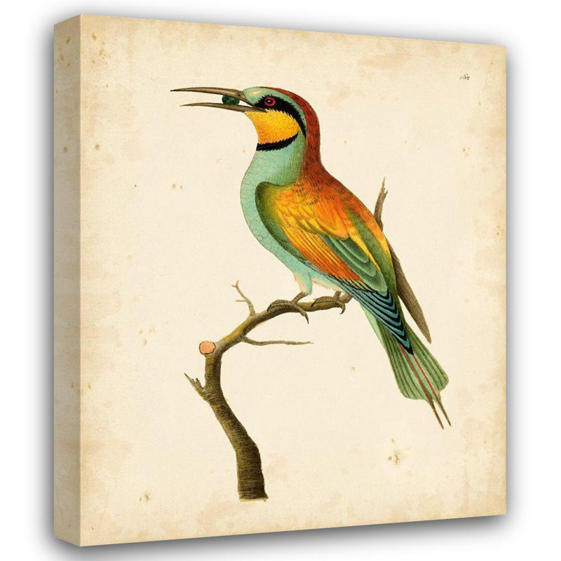 Lark Manor ™ Nodder, Frederick P., reproduction d'art sur toile tendue: Nodder Tropical Bird I, H 18 po x l 15 po