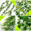 Plantes suspendues Laroya
