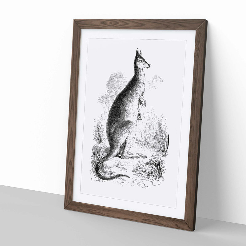 A Kangaroo Illustration in Black & White - Picture Frame Drawing, Walnut, 60cm H x 40cm W x 2cm D