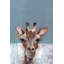 «Bonjour Giraffe», reproduction sur toile tendue-27175416