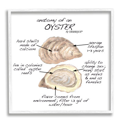 " Oyster Marine Life Anatomy Facts Educational Diagram " by Dishique