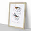 Cordonbleu & Java Sparrow Birds PL. 5A by Charles D' Orbigny - Picture Frame Painting Print-55510369-55510374