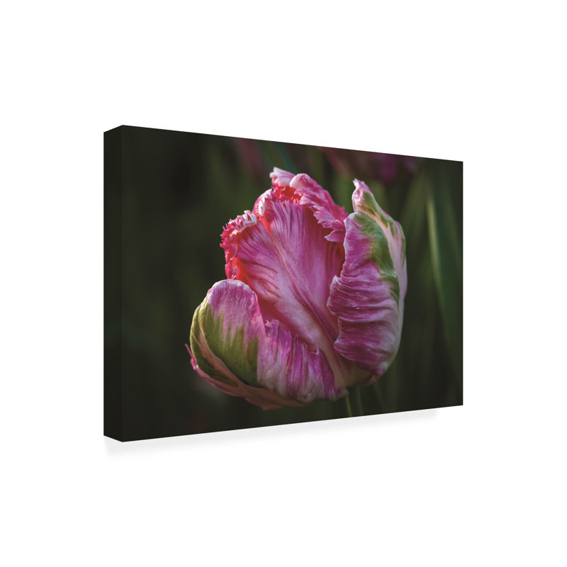 "Tulipe rose exotique" sur toile, H 12 po x l 19 po