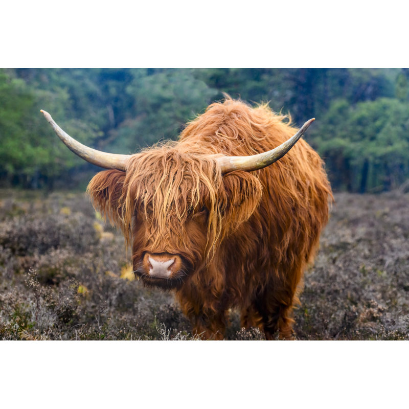 Highland Cattle In A Nature by Sjo - Wrapped Canvas Print, 61cm H x 91cm W