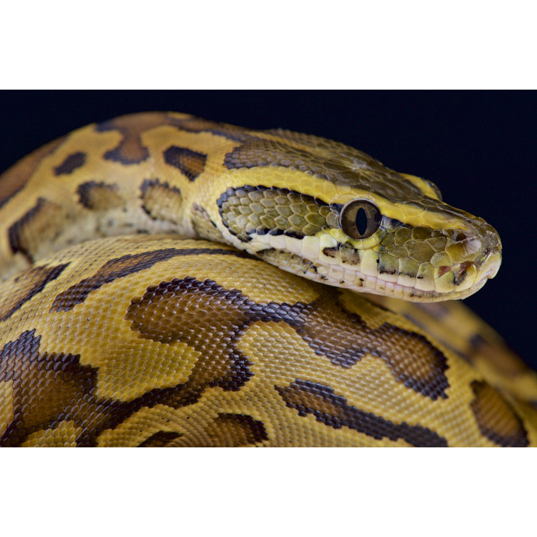 Ebern Designs African Rock Python - Wrapped Canvas Photograph | Wayfair