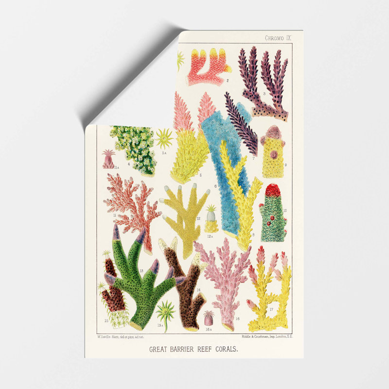 Great Barrier Reef Corals IX by W. Saville Kent - Frameless Print, 59.4 cm H x 42 cm W