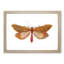 Venus Moth by George Shaw - Framed Print-55605171-55605172