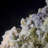 Austina Landscape & Nature Crystal