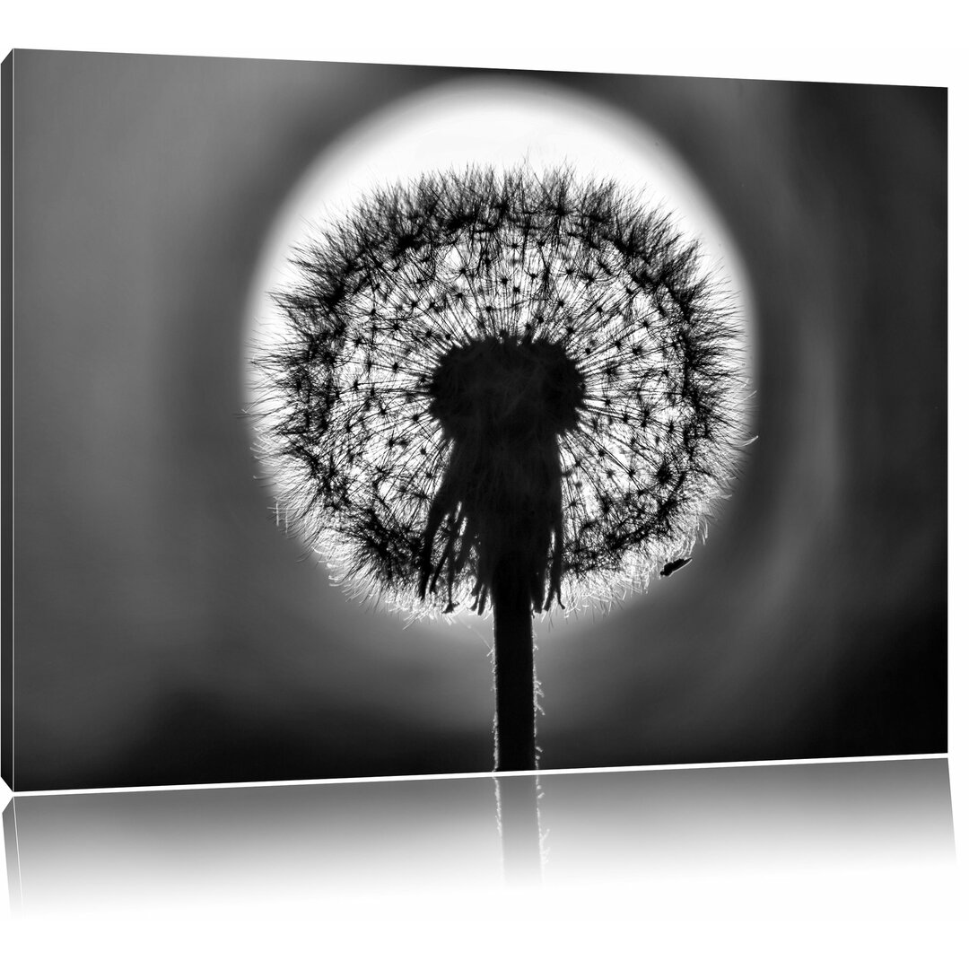 Leinwandbild Pusteblume im Abendlicht in Monochrom