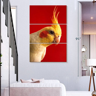 Cockatiel Brampt Lutino
