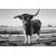 «Black and White Side Shot» par Dakota Diener - impression-1343904297-1371524306-1371524308