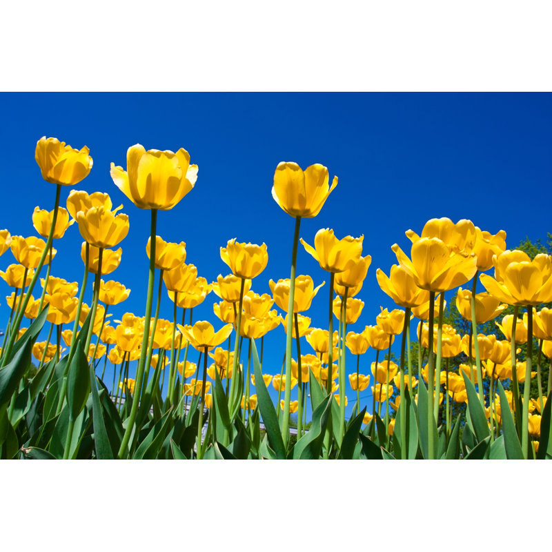 Tulipe - Photographie sur toile tendue, H 8 po x l 12 po x P 1,25 po