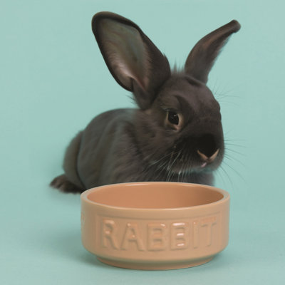 Mason Cash: bol à lapin Cane - 5,2 po, 13,5 oz - plat brun clair pour nourriture et eau, grès céramique durable, va au micro-ondes et au lave-vaisselle, alimentation pour animaux de compagnie-hydratation