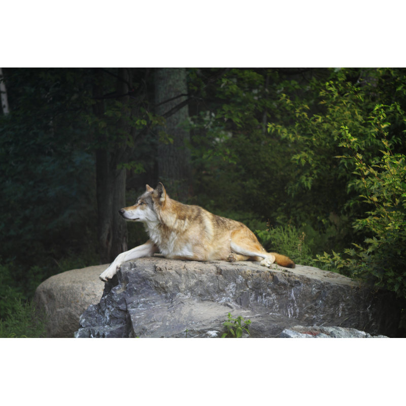 Wolf by GeorgeBurba - Wrapped Canvas Print, 30cm H x 46cm W