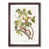 Walnut Framed