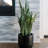 30" Snake Plant