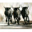 Running Bulls Print-25708236-25708241