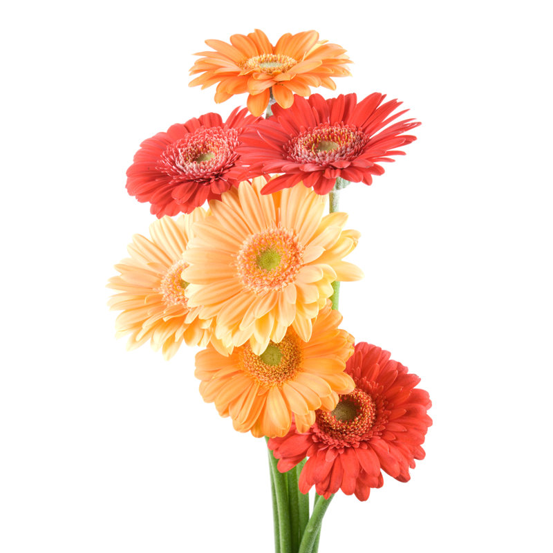 Many Coloured Fowers by Vidok, 12" H x 8" W
