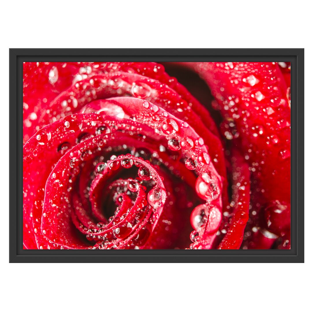 Gerahmtes Wandbild Rose mit Wassertropfen