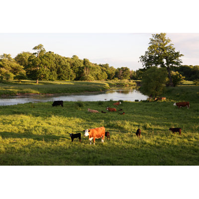Cows at Pasture by Dorin_S