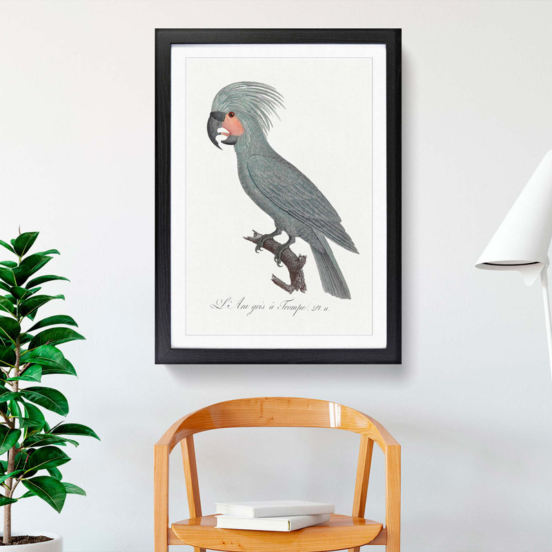 A Palm Cockatoo by F. Levaillant - Framed Print, 63cm H x 45cm W x 2cm D, Black Framed