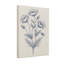 Plantes et fleurs, coquelicot bleu, art botanique-241791521
