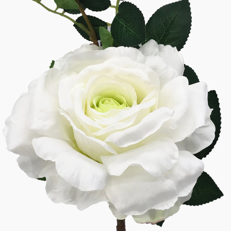 Fleurs et roses, Blanc