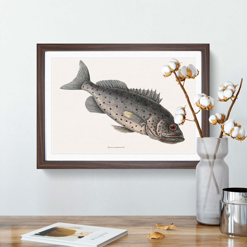 Rockfish by Mark Catesby - Picture Frame Painting Print, Walnut, 60cm H x 91cm W x 2cm D