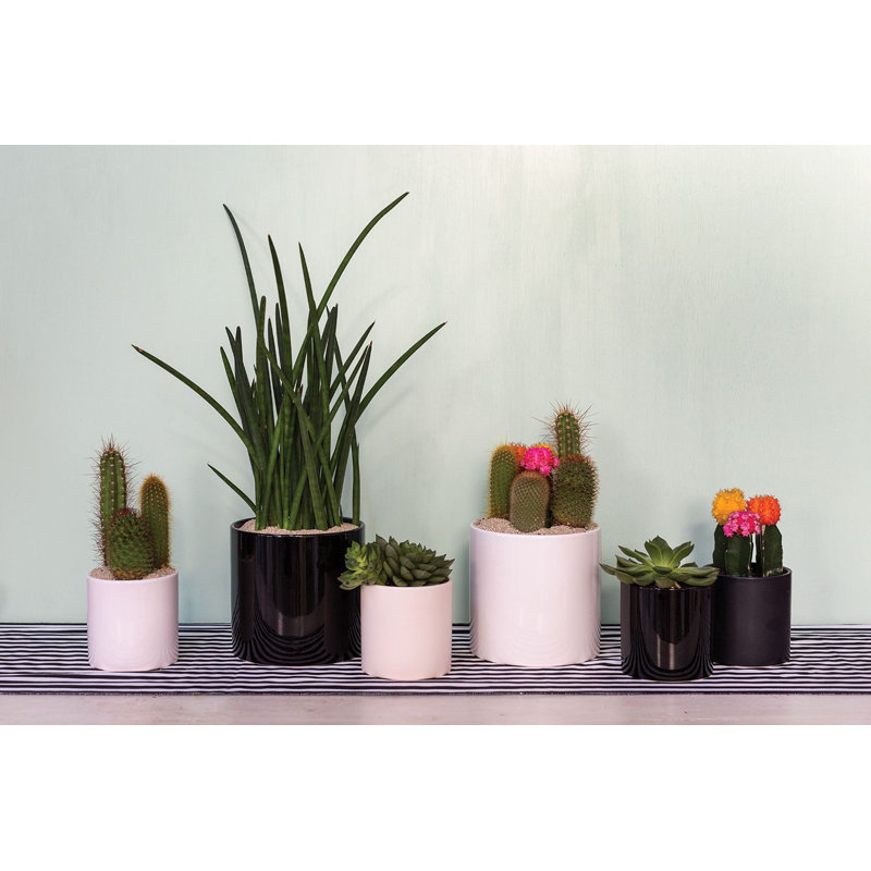 Jardinières en pot, Blanc, H 4,25 po x l 4,25 po x P 4,25 po