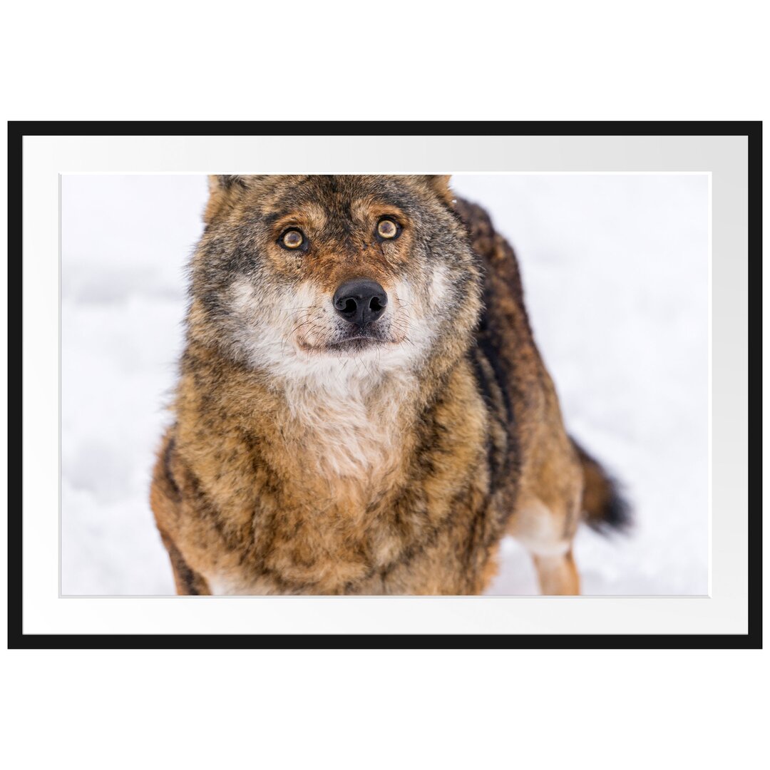 Gerahmtes Poster Niedlicher Wolf im Schnee