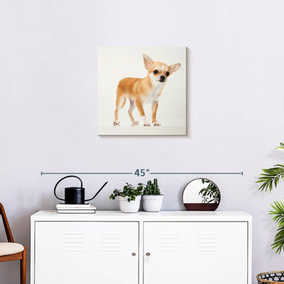 Chihuahua précieux Brampt