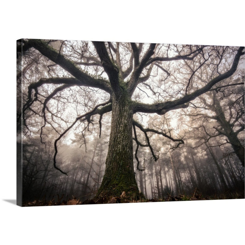 « the old oak », reproduction de photo sur toile, H 12 po x l 18 po x P 1,5 po