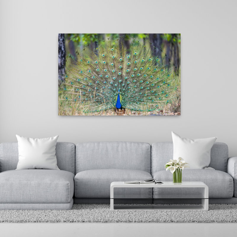 Peacock With Fanned Out Feathers, India Abstract Contemporary Bird Forest Landscape Wall Art, H 40 po x l 60 po