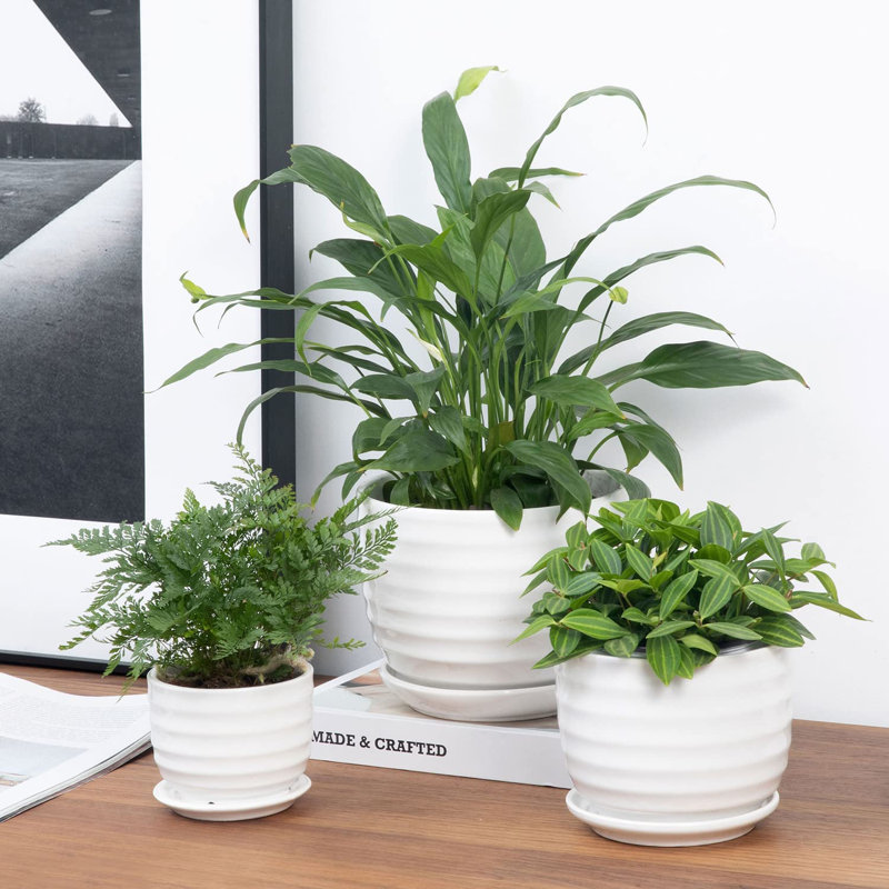 Aniece Ceramic Pot Planter Set of 3
