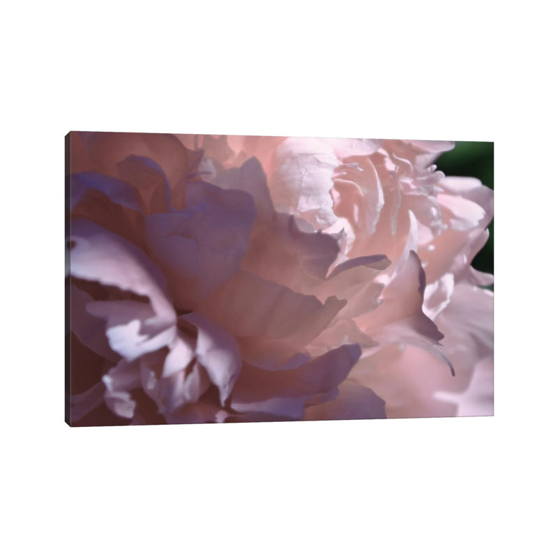 Velvet Peony I by Michelle Calkins - Wrapped Canvas Print
