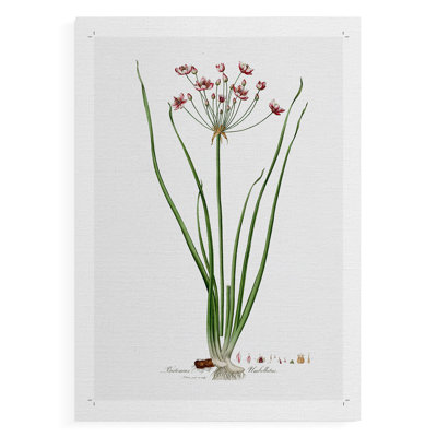 Rose Botanical II - Impression sur toile seulement - NON-CADRE