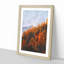 Golden Forest in Italy - Picture Frame Painting Print-56740276-56740277