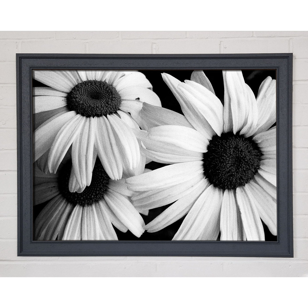 Daisy Petal Beauty B N W - Einzelner Bilderrahmen Kunstdrucke